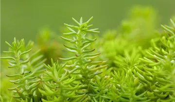 Nickendes Garten-Fettblatt
