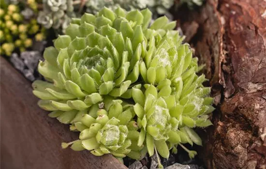 Sempervivum, grün Sempervivum, grün