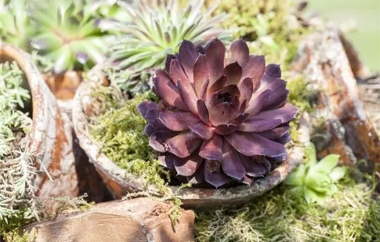 Sempervivum, rot Sempervivum, rot