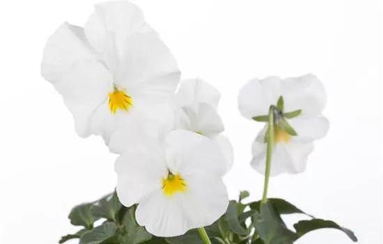 Viola cornuta, weiß