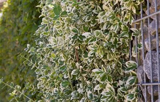 Euonymus fortunei 'Emerald Gaiety' Euonymus fortunei 'Emerald Gaiety'