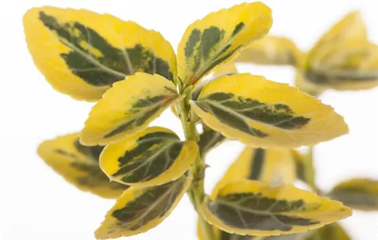 Euonymus fortunei 'Emerald´n Gold'