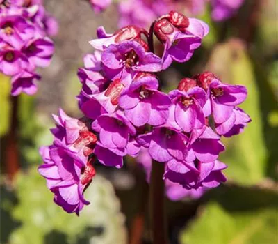Bergenia cordifolia 'Rotblum'