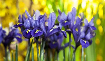 Zwerg-Iris 'Harmony'