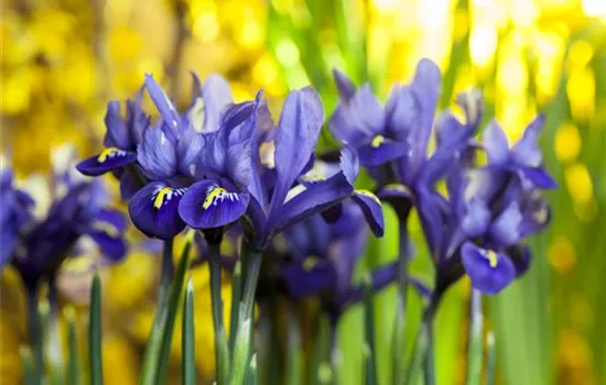 Iris reticulata 'Harmony'