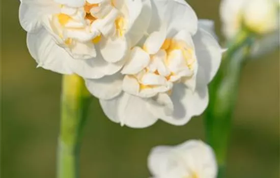 Narcissus 'Bridal Crown' Narcissus 'Bridal Crown'