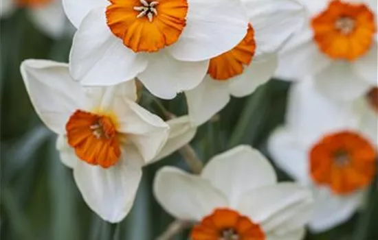 Narcissus tazetta 'Geranium' Narcissus tazetta 'Geranium'