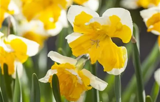 Narcissus 'Orangery' Narcissus 'Orangery'