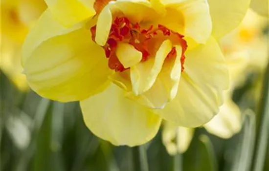 Narcissus 'Tahiti' Narcissus 'Tahiti'