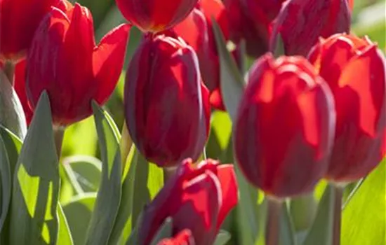 Tulipa 'Couleur Cardinal'