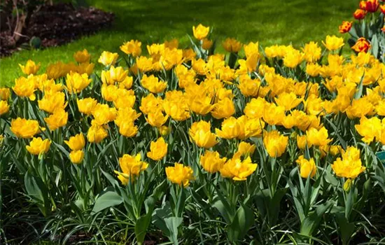Tulipa 'Monte Carlo'