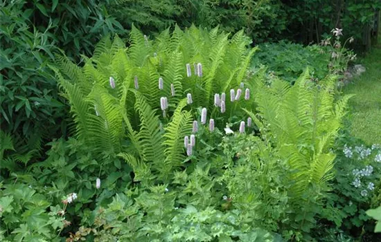 Dryopteris filix-mas Dryopteris filix-mas