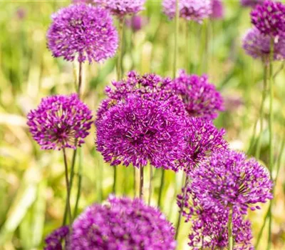 Allium aflatunense 'Purple Sensation' Allium aflatunense 'Purple Sensation'