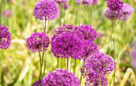 Allium aflatunense 'Purple Sensation' Allium aflatunense 'Purple Sensation'