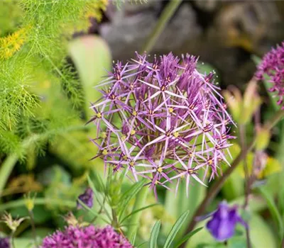 Allium christophii Allium christophii