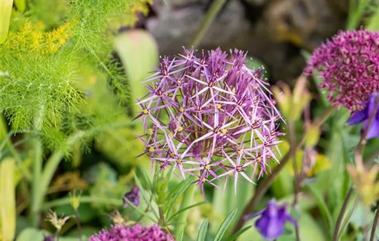 Allium christophii Allium christophii