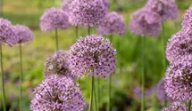 Garten-Kugel-Lauch 'Gladiator'
