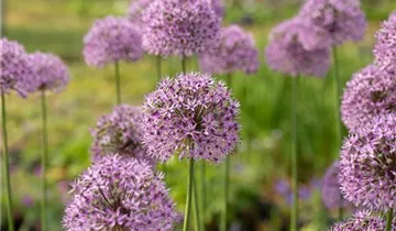 Garten-Kugel-Lauch 'Gladiator'