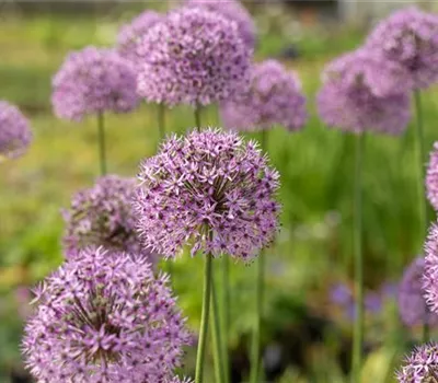 Allium aflatunense 'Gladiator' Allium aflatunense 'Gladiator'