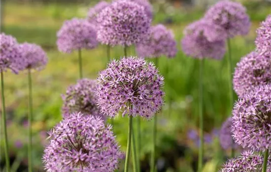 Allium aflatunense 'Gladiator' Allium aflatunense 'Gladiator'