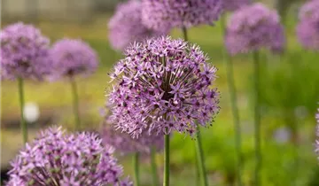 Garten-Kugel-Lauch 'Gladiator'