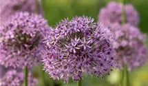 Garten-Kugel-Lauch 'Gladiator'