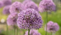 Garten-Kugel-Lauch 'Gladiator'