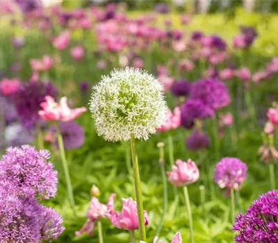 Allium stipitatum 'Mount Everest' Allium stipitatum 'Mount Everest'