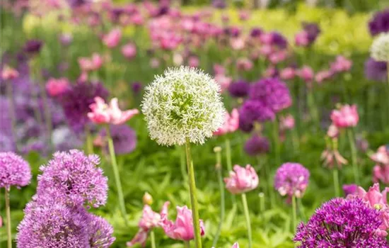 Allium stipitatum 'Mount Everest' Allium stipitatum 'Mount Everest'