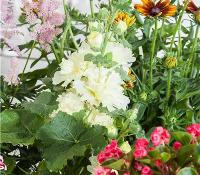 Alcea rosea 'Chater´s Double White' Alcea rosea 'Chater´s Double White'