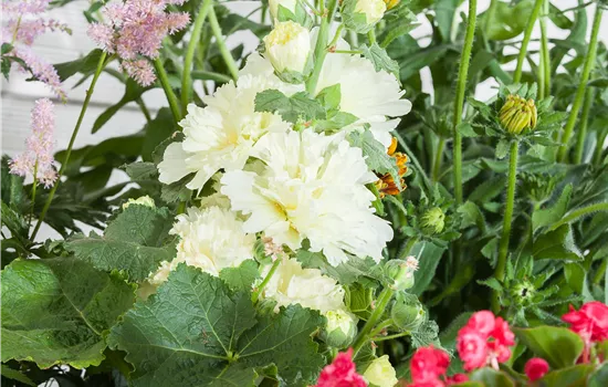 Alcea rosea 'Chater´s Double White'
