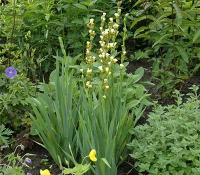 Asphodeline lutea Asphodeline lutea