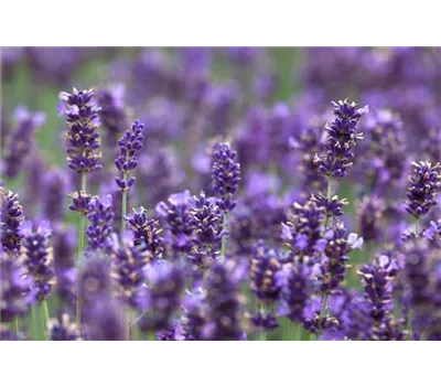 Lavandula Hidcote blue