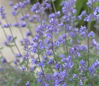 Nepeta x faassenii 'Six Hills Giant'