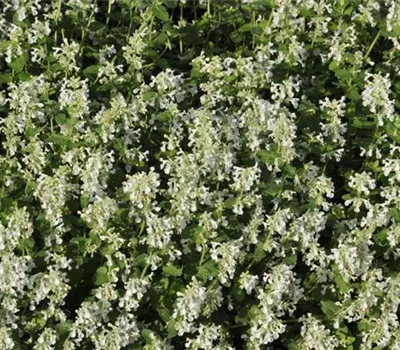 Nepeta x faassenii 'Snowflake'