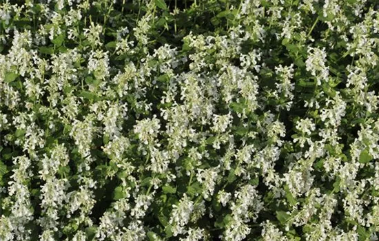 Nepeta x faassenii 'Snowflake' Nepeta x faassenii 'Snowflake'
