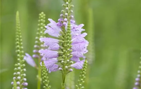 Physostegia virginiana 'Rosea'
