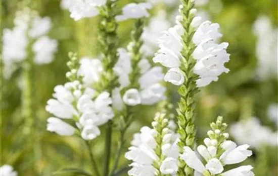 Physostegia virginiana 'Schneekrone'