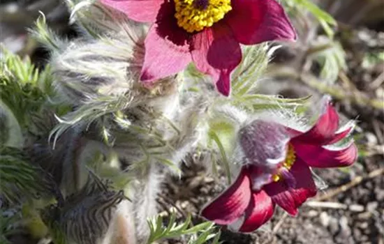 Pulsatilla vulgaris 'Rote Glocke'