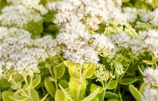 Sedum spectabile 'Stardust'