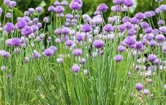 Allium schoenoprasum Allium schoenoprasum
