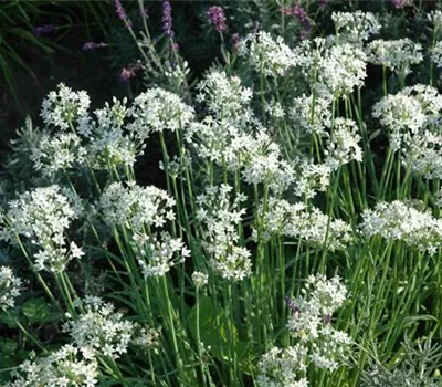 Allium tuberosum