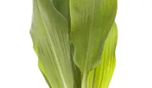 Bärlauch