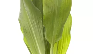 Bärlauch
