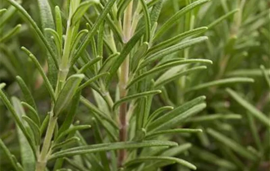 Rosmarinus officinalis Rosmarinus officinalis