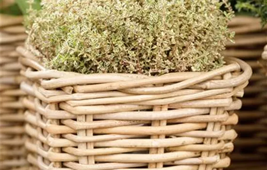 Thymus x citriodorus 'Aureus' Thymus x citriodorus 'Aureus'