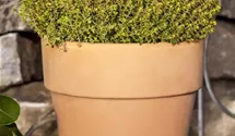 Gold-Thymian 'Aureus'