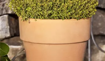 Gold-Thymian 'Aureus'