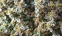 Gold-Thymian 'Aureus'