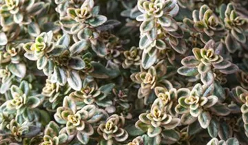 Gold-Thymian 'Aureus'
